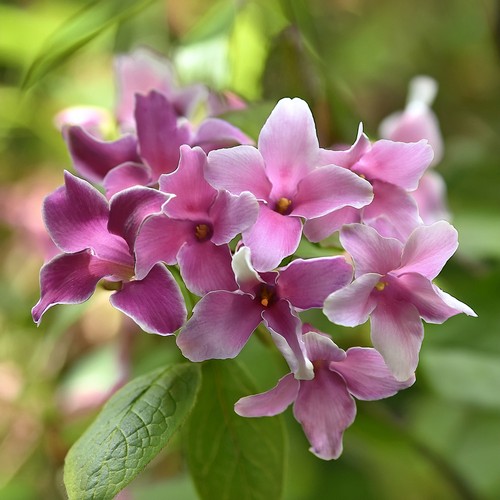 Jasmine starry summer scent - jasmine,