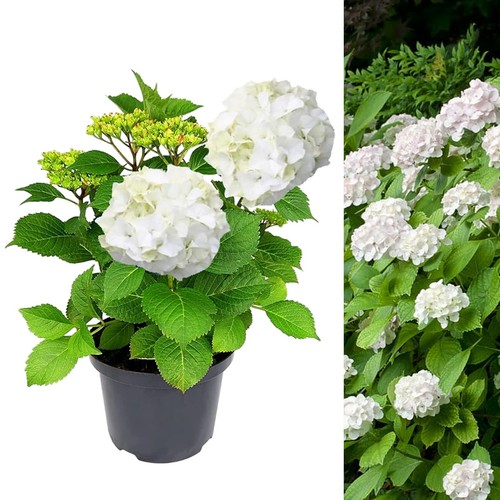 Hydrangea white large plant - hydrangea, in