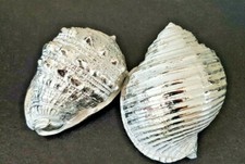 Medium metallic sea shell - metallic,