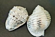 Medium Metallic Sea Shell
