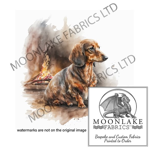 Dachshund sitting the - sitting,