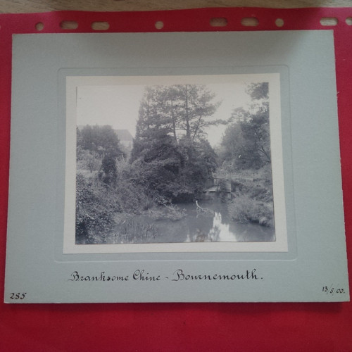 Christchurch branchesome china - branchesome,