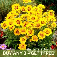 COREOPSIS STERNTALER - 250