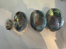 Set of 4 Natural Abalone /