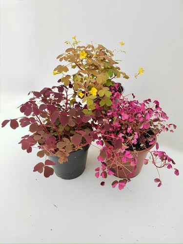 Oxalis trio collection 3 - oxalis,