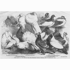 Prize Pigeons at the Philo-Peristeron Society Show - Antique Print 1864