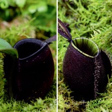 Nepenthes🌱(Ampullaria Black Speckled x Ampullaria Black Miracle)✨RARE✨10 seeds 