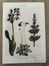1912 Antique Botanical Print – Orchis, Loose Strife & Butterwort – Wild Flora