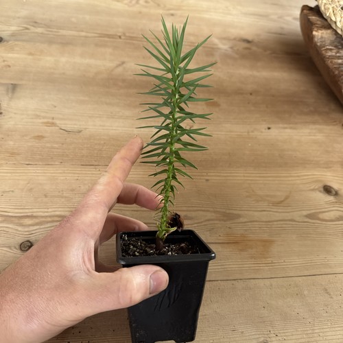 Araucaria angustifolia the - araucaria,