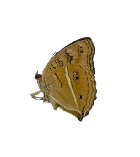 Precis almana papered - precis,