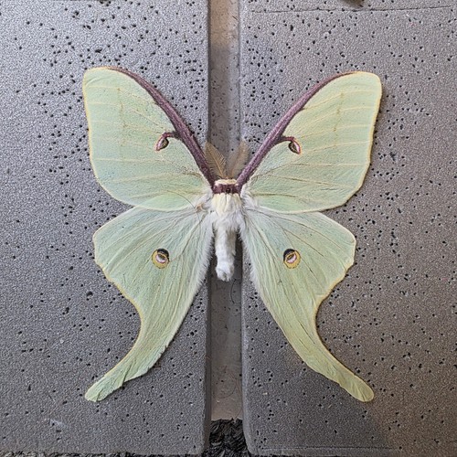 Actias luna moth set - luna,,