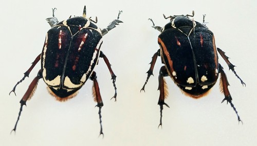 Mecynorrhina torquata - mecynorrhina,