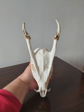 Muntjac Buck Deer Skull