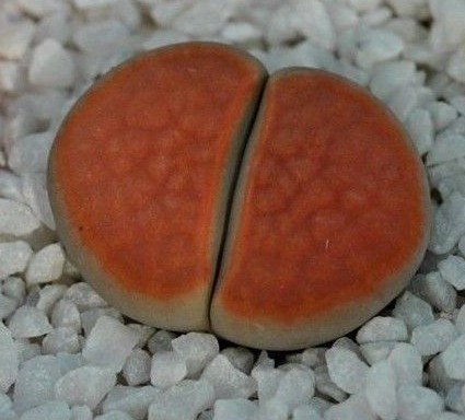 Mix lithops seeds 000 - lithops, 1
