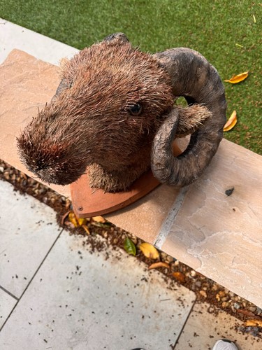 Rustic ram head wall - wall, mount