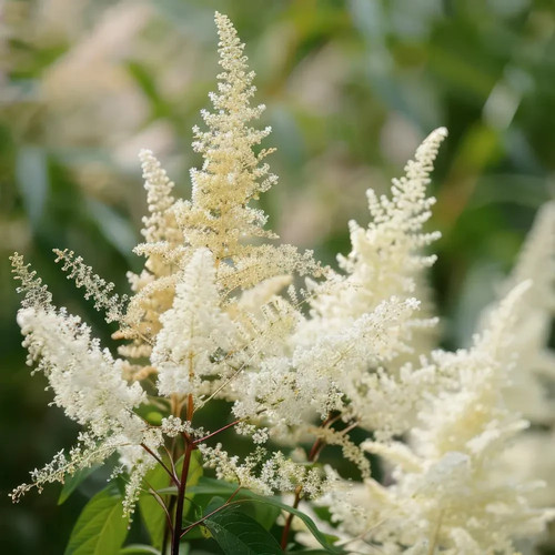 Astilbe japonica avalanche - astilbe, |