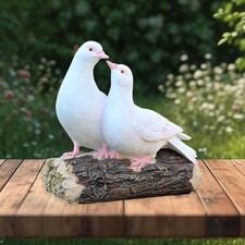 Two White Pigeon Standing on