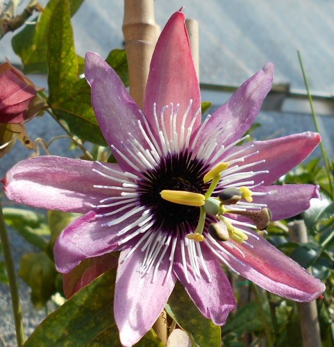 Young passion flower - a,
