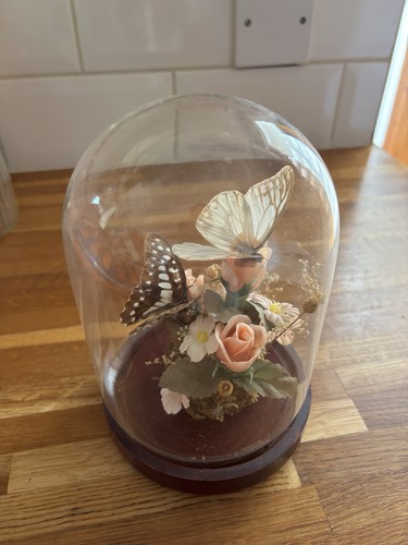 Taxidermy butterfly glass - taxidermy,