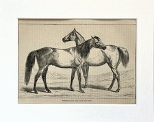 Arab Horse Animal Print - c.1880 Mounted Antique B&W Engraving