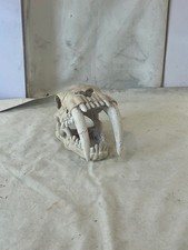Replica Juvenile Smilodont skull Resin Replica - Lifelike Bone Specimen