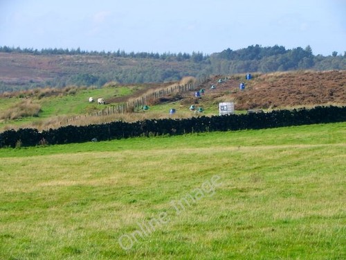 Photo 6x4 pheasant rearing - 6x4,