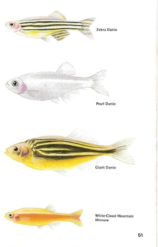 Vintage exotic fish - , print