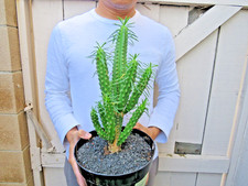 Euphorbia Loricata Plant