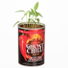 Grow Your Own Hot Ghost Chilli Chillies Peppers Secret Santa Fun Stocking Filler