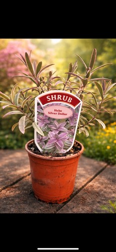 Hebe silver dollar potted - hebe,