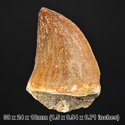 Genuine mosasaur tooth - genuine,