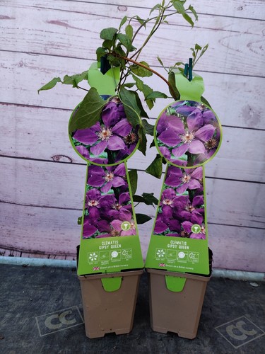 Clematis gypsy queen 9cm - x,