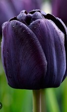 Queen of Night Tulip Flower