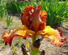 OUT OF STOCK TIL 2026 August