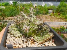 Dorstenia horwoodii  WYSIWYG