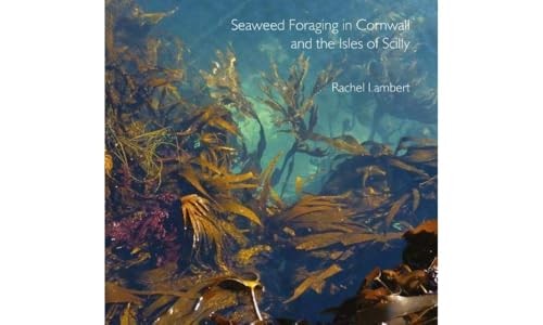 Seaweed foraging cornwall - seaweed, in
