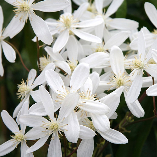 Clematis armandii evergreen - clematis, 'armandii'