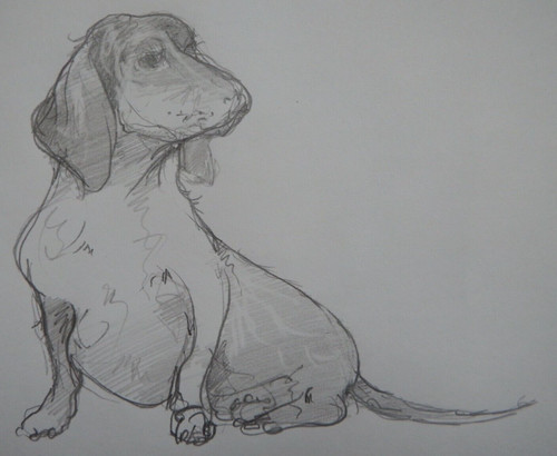 Pencil drawing dachshund dog - drawing,
