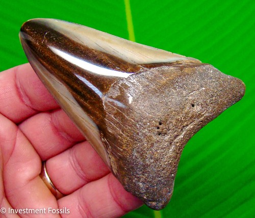 Megalodon shark tooth - megalodon,