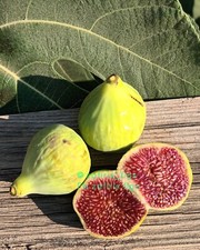 2x“Lefkara” Fig tree