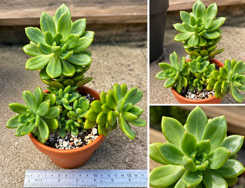 Sedum alice evans with - ‘alice, evans’