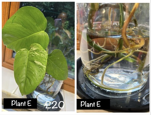 Monstera albo variegated - monstera,