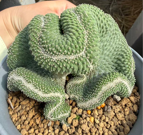 Sale rare plant strombocactus - sale,