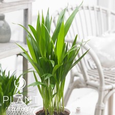 35cm Dypsis Lutescens Areca Palm Bamboo Palm Indoor Plant 12cm Pot