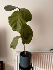 Fiddle Leaf Fig Tree 3.5ft