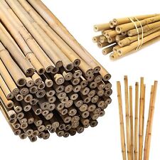 Bamboo Canes Strong Thick 2FT