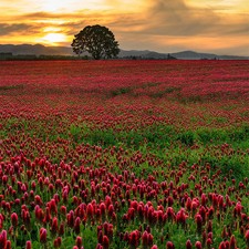 Crimson Clover Seed (Non GMO)