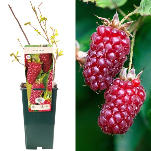 Tayberry rubus hybrid - tayberry,