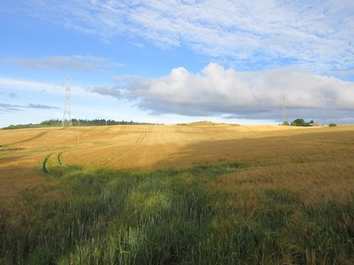 Photo 6x4 field colzie - photo,