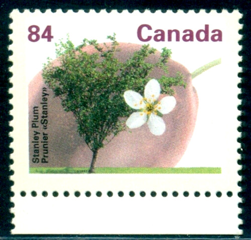 1991 plum tree flower fruit - 1991, tree,flower,fruit